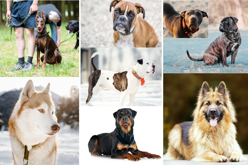 8 Most Dangerous Breeds Of Dogs In The World